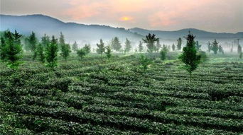 蘇州蘇州旺山九龍潭風景區門票