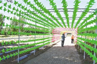 九龍?zhí)渡鷳B(tài)園 綠水青山間的振興之路，讓貧困戶成為旅游產(chǎn)業(yè)的最大受益者